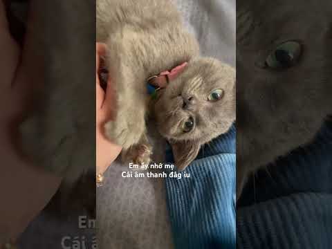 Thương cà phê #linhmientay #cat #xuhướng #pets #thucung