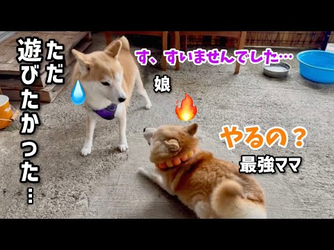 遊びに誘ってきた子供柴犬に本気オラオラ見せつけてきた最強ママがやっぱり強い！