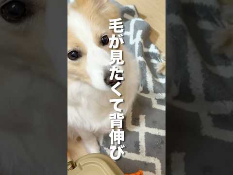 犬のつま先立ち姿が可愛すぎる！ボーダーコリーとゴールデンレトリバーの注目動画 サムネイル