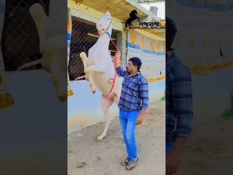 GAJRAJ🦁 #horse #trending #ghodo #gajraj #song #shoes #youtubeshorts