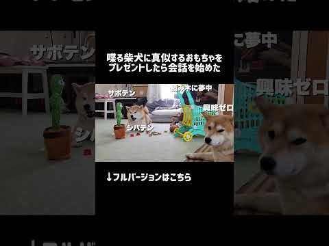 会話を始めた柴犬とおもちゃの楽しいやりとり【実例紹介】 サムネイル