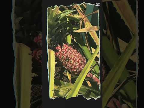 🍍 The Juiciest Stop in Hawaii? Dole Plantation Revealed! 🌺 #travel #viralvideo #vacationvibes