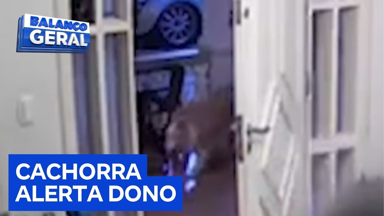 Cachorra avisa dono sobre presença de ladrões