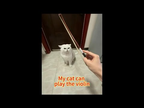 My cat can play the violin#cat #shorts #subscribe #funny
