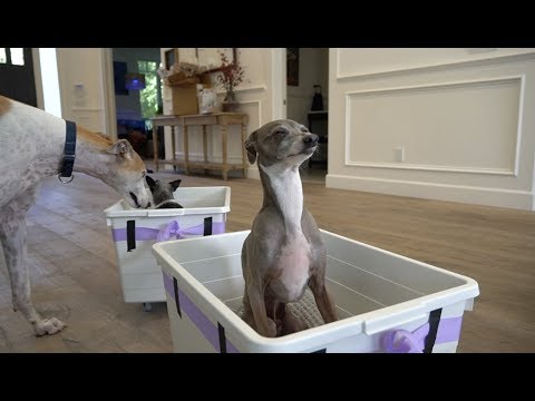 I Made A Train For My Dogs