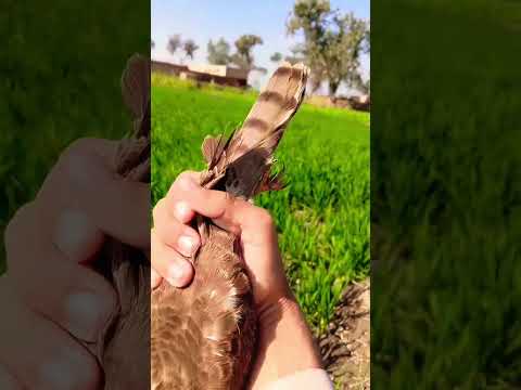 shikra Traped #birds #harehunting #hunting #animaltrap