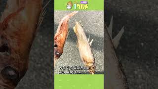 【開催中】お魚祭り！魚ジャパンフェスティバル【大阪万博記念公園】