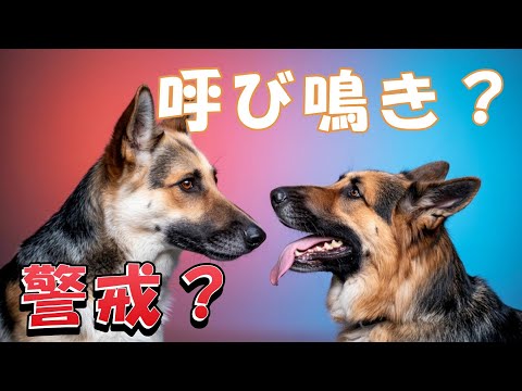 【散歩での吠え】90%以上の人が知らない警戒吠えと呼び鳴きの違いと対策♪