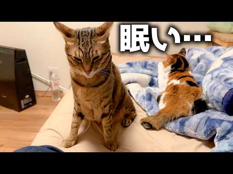 眠気に耐えながら飼い主に突撃しに来た猫がいるんですよ