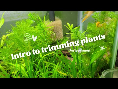 Intro to Trimming Plants for Beginners This gives some useful information when getting started with plants.
