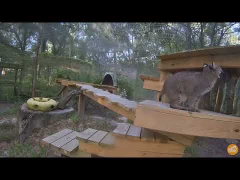 Spooky Summer morning. Summer bobcat at Big Cat Rescue.