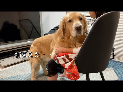 朝起きたばかりの姉を決して逃さない愛犬【ゴールデンレトリバー】