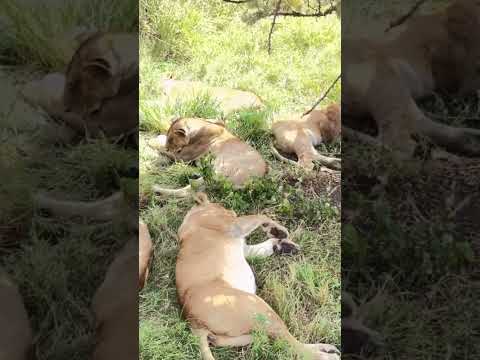 Grass endifuchirus tolimaisetion in effective sleep to mounser in genreteble puposution