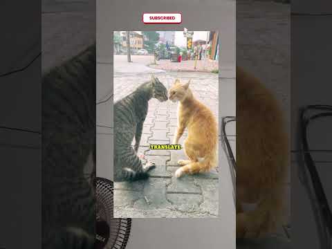 #cat America #america #American