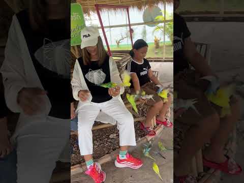 นกสวยมาก #automobile #lifeisbutadream #travel #vlog #haveitoldyoulatelythatiloveyou #cooking #baby