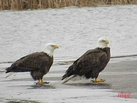 Eagles on Eel Pond, Rye, NH