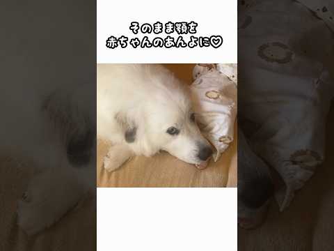 超大型犬が優しく赤ちゃんに甘えようとした結果にほっこり♡