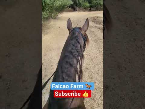 RIDE OREO WITH ME #horse #shorts #short #beautiful #animals #equestrian #farming #happy #happiness