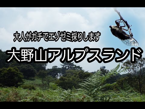 大野山アルプスランド!大人がガチでエゾゼミ採りします