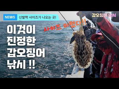 갑오징어낚시 - 이것이 진짜 갑오징어낚시입니다! (신발짝 사이즈 등장)