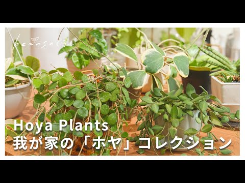 我が家にあるホヤを全てご紹介します！