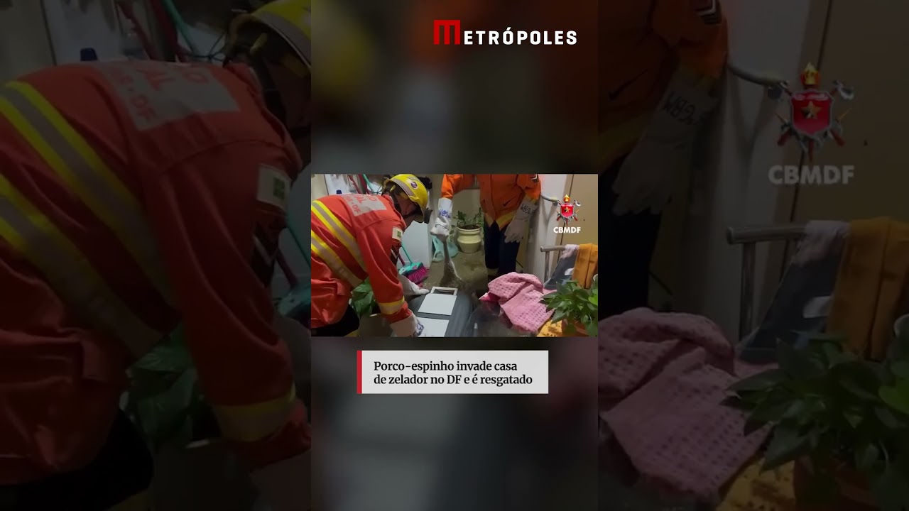 Porco espinho invade casa de zelador no DF e é resgatado
