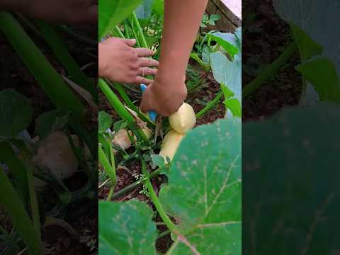 how to agriculture #vegetables #farming #gardening #garden #food #shortvideo #fruit