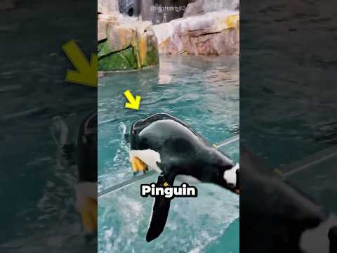 Ein freundlicher Mann rettete diesen Pinguin 🐧