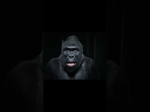 Curte e segue pra parte 2! #gorilainfluencer #humour #humor #ia