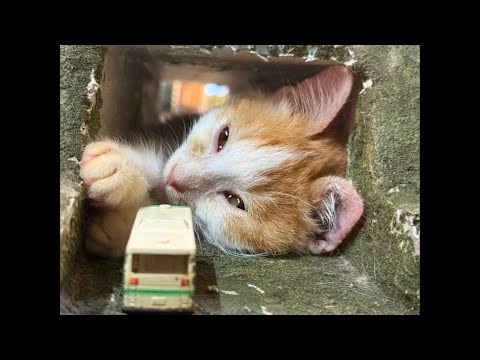 Please help us with your donation. Super Chats save cats' lives.