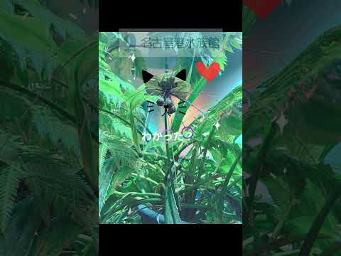 猫の動画サムネイル - この花なんだ？   ＃shorts