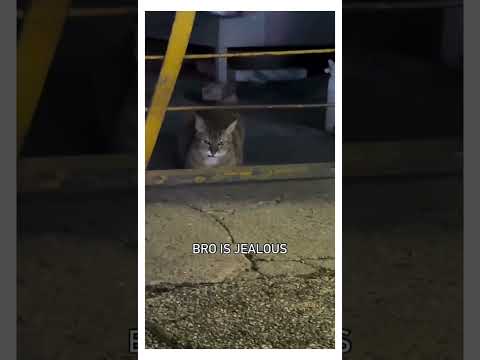 Bro stop rubbing my gf back!😾😿😭 #gf #cats #catsofinstagram  #fyp #funnycats #couples #love #jealousy