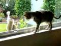 Gato y Ardilla: Hay una ventana entre nosotros Gato y Ardilla: Hay una ventana entre nosotros