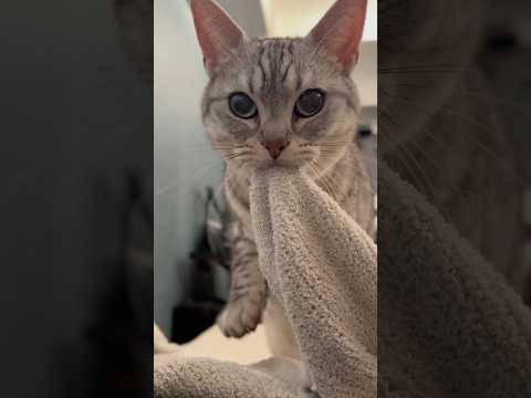 猫の動画サムネイル - パパ帰宅後、即フミフミしにくる猫 #shorts #猫 #cat