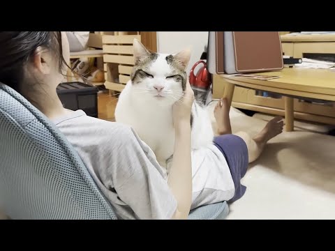 猫の動画サムネイル - 家族みんなに取り合いされて、とても気分が良い猫