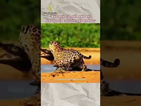 Báo đen có thể phân biệt được người tốt hay xấu không #haihuoc #funny #giaitri #dongvat #shorts