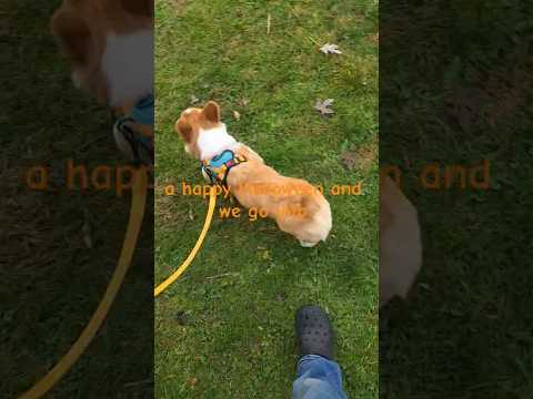 Halloween is almost here!!! #corgi #pets #cute #puppy #shorts #dog