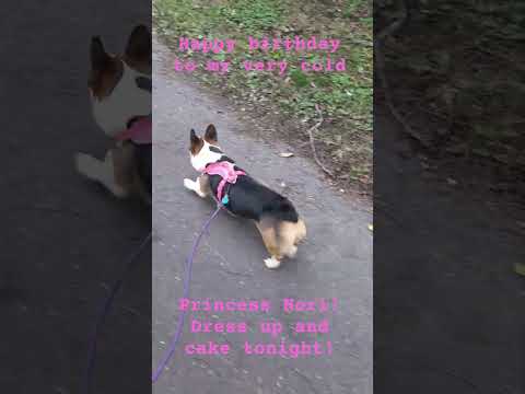 happy birthday Nori! #corgi #cutepet #puppy #shorts #dog #pet