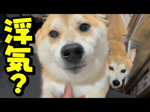 パパの朝帰りに柴犬姉妹が大騒ぎ：ほっこり修羅場の瞬間 サムネイル