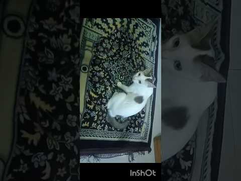 আমি নামাজি মেয়ে কারো ছেলে থাকলে বইলেন😳😳#shorts #fun #cat #tranding