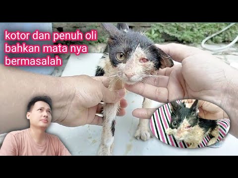 Masyaallah ❗ Dulu Terbuang, Tersakiti, dan Tidak Ada Yang Menginginkannya. Namun Lihatlah Kini...