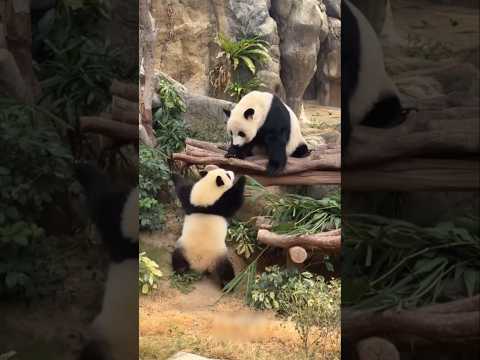 🐼家姐忙碌中揾🐼盈媽❤️