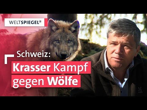 Wölfe abschießen, abschrecken oder aufgeben? Das Dilemma der Landwirte | Weltspiegel