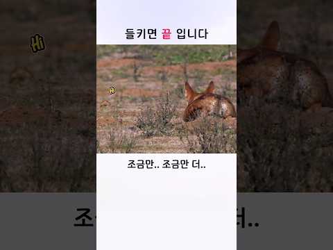 늑대는 쉽게 <strong>포기하지</strong> 않습니다
