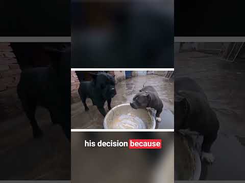 Cane Corso vs American Bully!