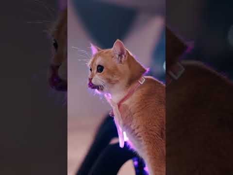 #automobile #experimentalphonk #edit #phonkagressive #cartok #gta #caredit