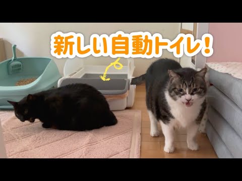新しい自動トイレ、これなら使ってくれるかな？！