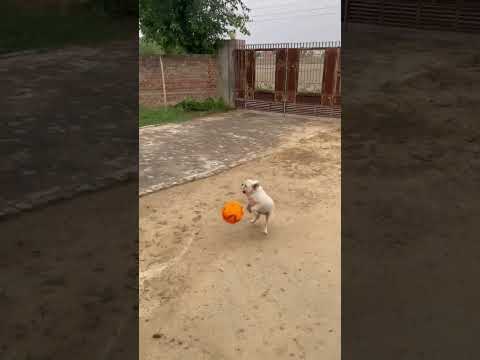 little dog is known for his magical tricks 🐕🧜♂️👍 #short #enjoy