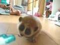 slow　loris　