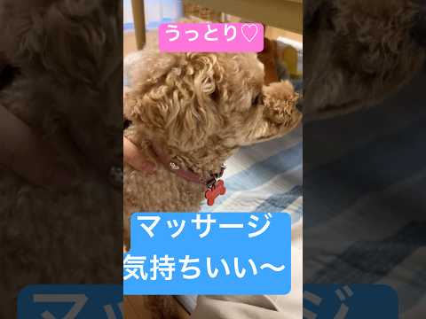 【トイプードル】マッサージﾓﾐﾓﾐ【日常】 #トイプードル #トイプー #癒し #toypoodle #犬のいる生活 #プードル #可愛い #犬のいる暮らし #マッサージ